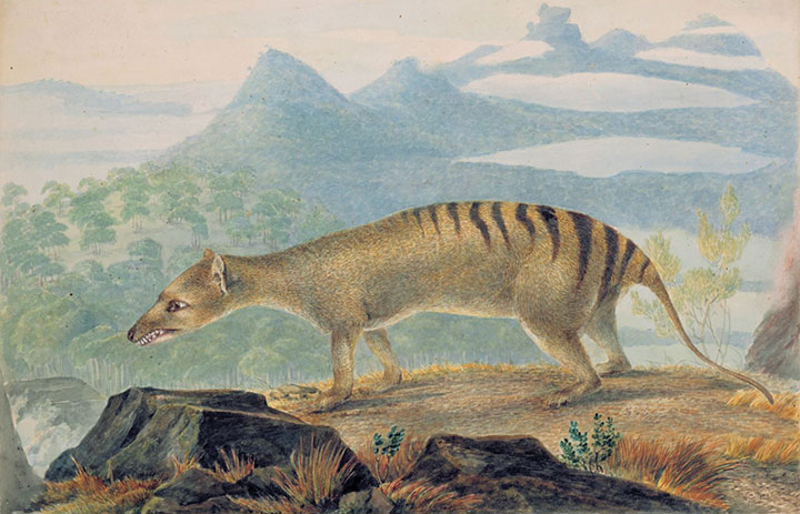 painting of Thylacine commissioned by Paterson
